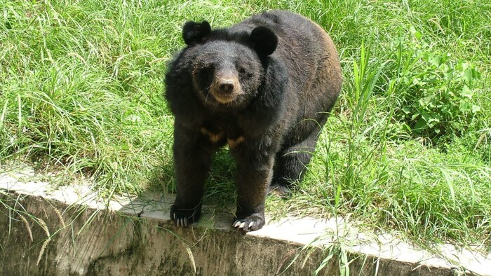 मादा हिमालय काला भालू चमेली ने लखनऊ चिड़ियाघर को अलविदा कह दिया.