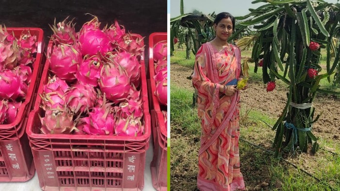 Mirzapur: गूगल की मदद से महिला किसान ने सीखी ड्रैगन फ्रूट की खेती