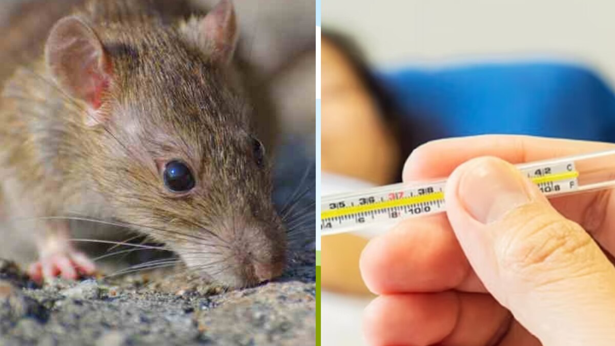 Leptospirosis Infection: चूहे से फैल सकती है यह खतरनाक बीमारी, जानिए लेप्टोस्पायरोसिस इंफेक्शन के लक्षण 