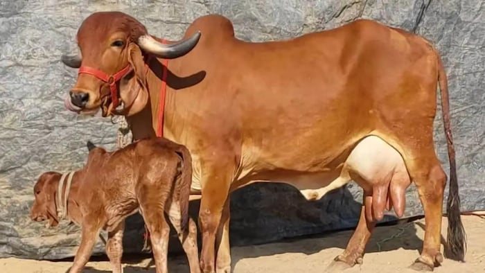 योजना के तहत 50 प्रतिशत महिला दुग्ध उत्पादकों और पशुपालकों को लाभ दिया जाएगा.