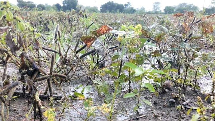 बारिश से बर्बाद हो गई उड़द की फसल