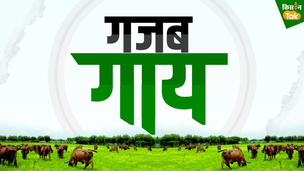 ओंगल गाय की पहचान और विशेषताएं, सांकेतिक तस्वीर