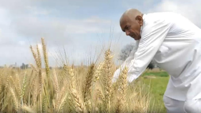 गेहूं में खरपतवार नाशक दवा का इस्तेमाल जरूरी है