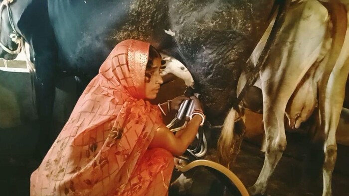 गौ पालन के लिए मशहूर है ये पूरा गांव