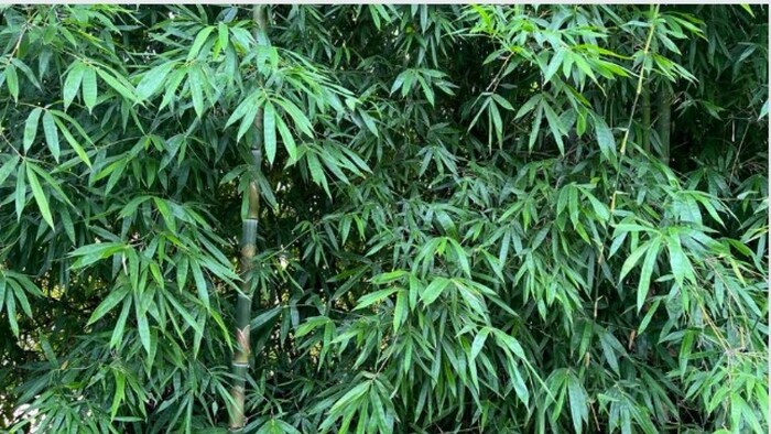 विश्व बांस दिवस फोटोः किसान तक