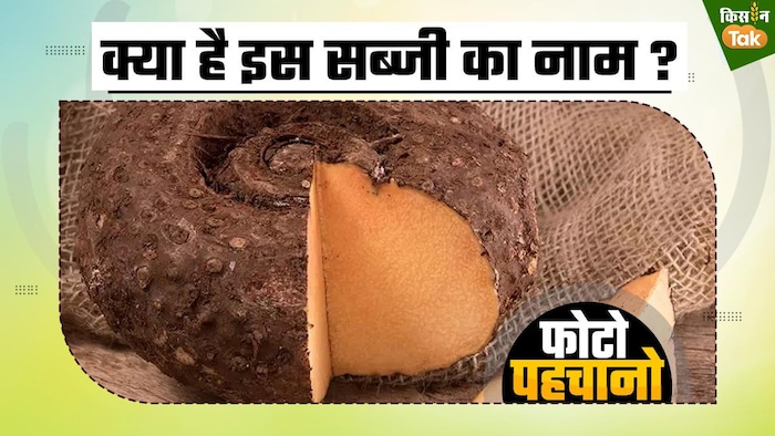 खानें में मछली की तरह लगता है इस सब्जी का टेस्ट, पूरे भारत में होती है इसकी खेती