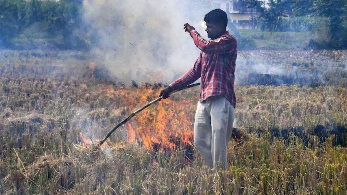पंजाब में 20 मिलियन टन होती है धान की पराली, मैनेजमेंट के लिए क्या कर रही सरकार 