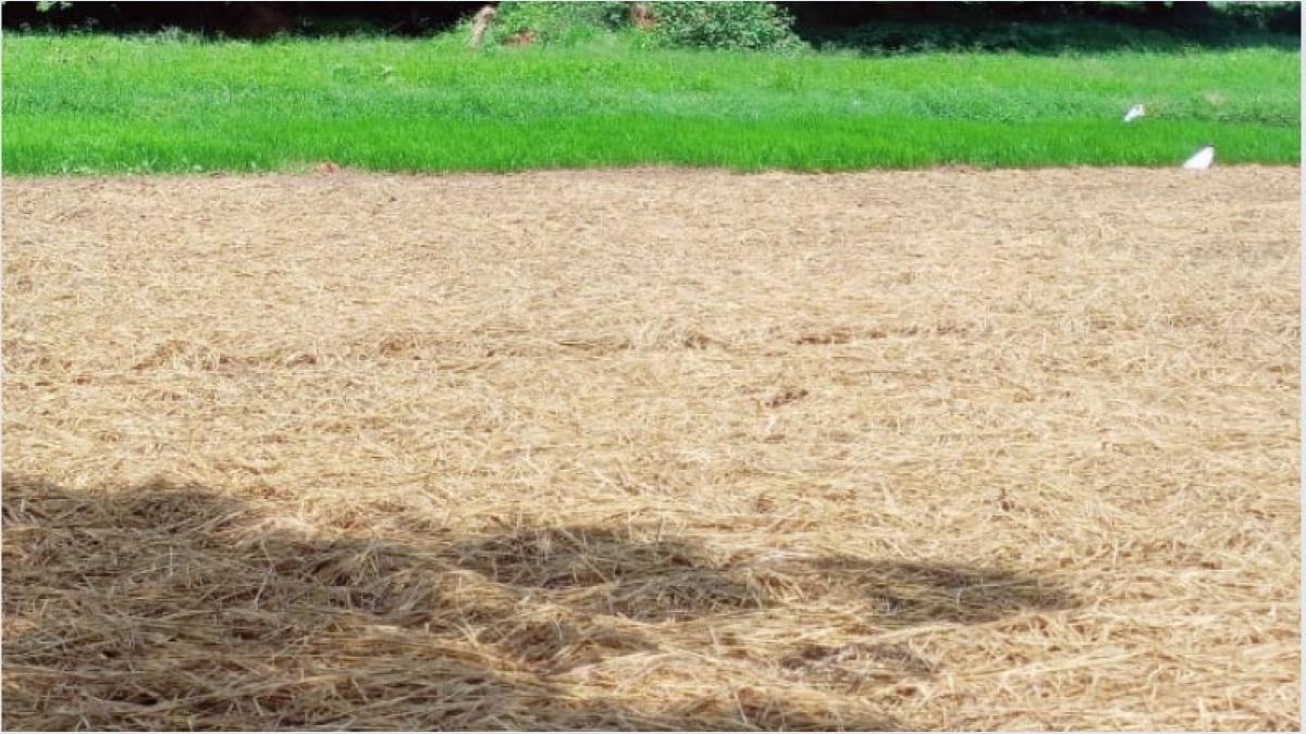 स्थायी और टिकाऊ खेती के लिए जरूरी है अमृत मिट्टी, पढ़ें यहां इसे तैयार करने की विधि और फायदे