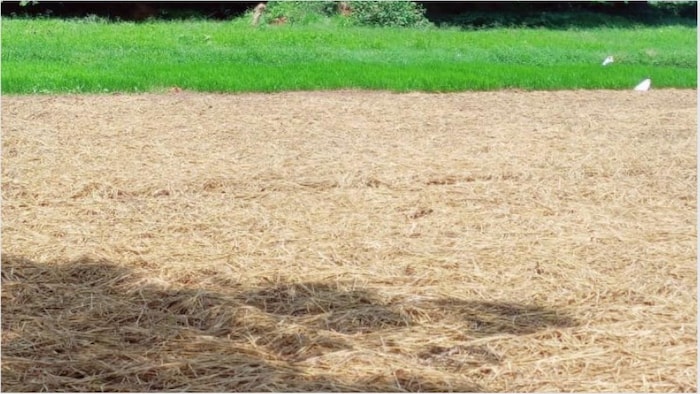 अमृत मिट्टी तैयार करने की विधि और फायदे फाइल फोटो