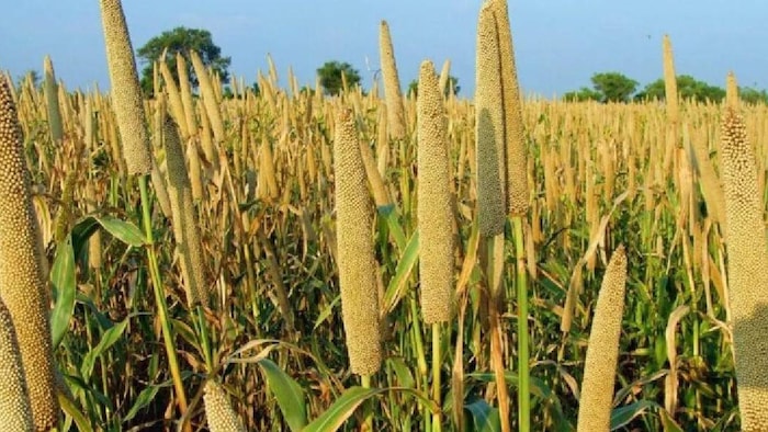 हरियाणा की मंडियों में चारों ओर भरा पड़ा है बाजरा