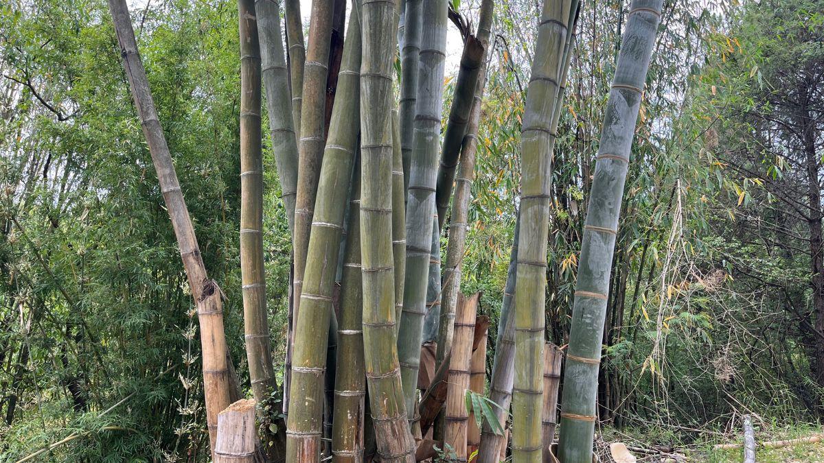 Bamboo Farming: बांस की खेती से कम हो रहा प्लास्ट‍िक प्रदूषण, जानें कितना आया बदलाव 