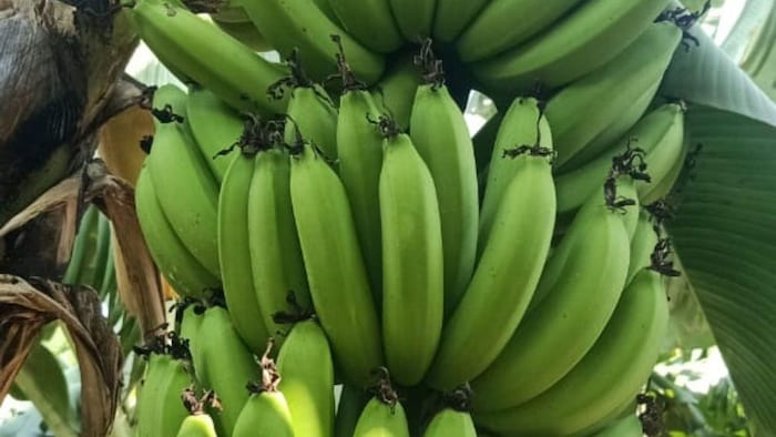जानिए केले की अच्छी किस्मों के बारे में