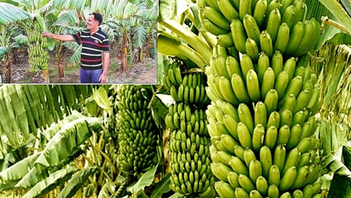 केले की खेती