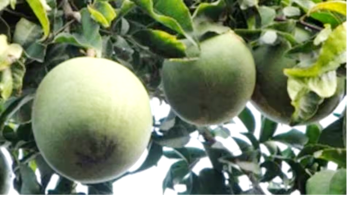 बेल की उन्नत किस्में