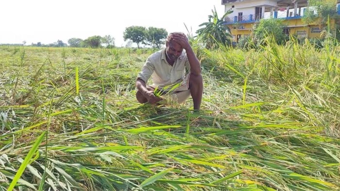 जानिए कैसे किसान फसल नुकसान होने पर बीमा क्लेम कर सकते हैं