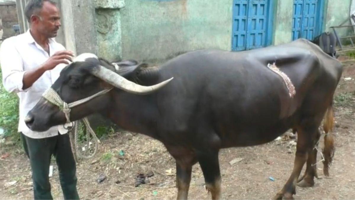 Maharashtra News: मंगलसूत्र खा गई भैंस, ऑपरेशन करके न‍िकालना पड़ा...जान‍िए पूरा मामला 