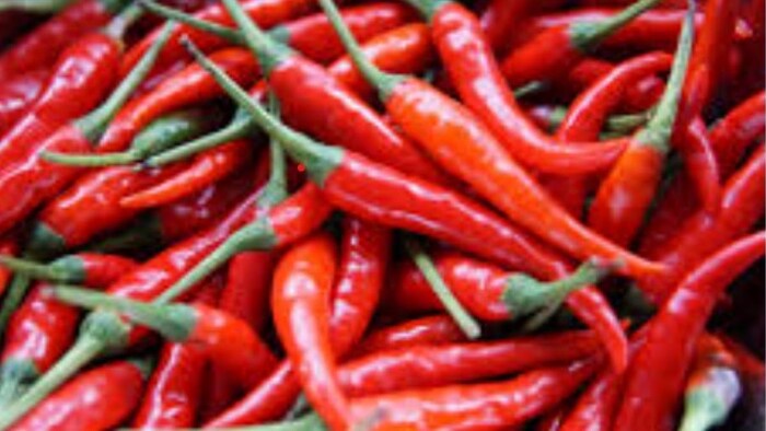 आंध्र प्रदेश और तेंलगाना में मिर्च की खेती में आयी तेजी फाइल फोटो