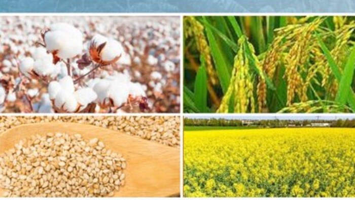 किस फसल को वाइट गोल्ड ऑफ इंडिया कहा जाता है