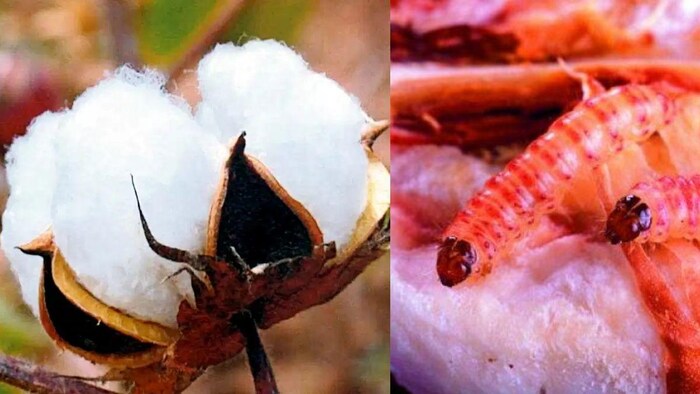 कपास की बुवाई की है तो पढ़ लें ये खबर