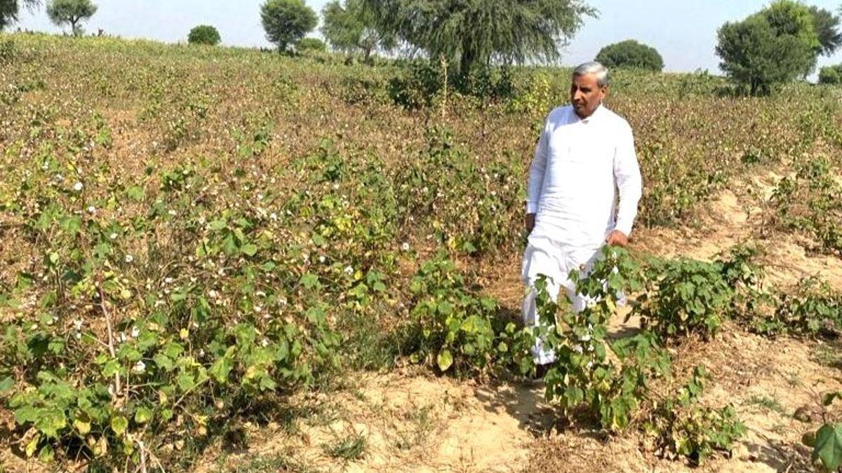 Crop Loss Compensation कपास की फसल को गुलाबी सुंडी से नुकसान, क‍ितना