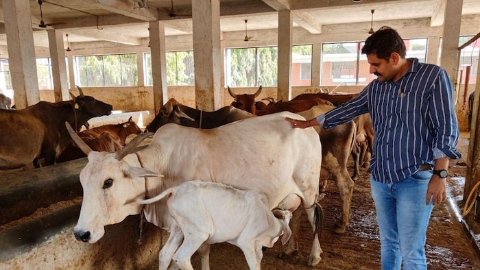 गायों में अफारा रोग के कारण और बचाव