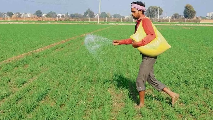 हरियाणा के कई जिलों में खाद के लिए मारामारी