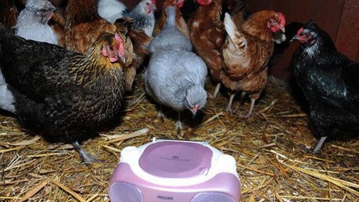 देसी मुर्गियों का झुंड. फोटो क्रेडिट-पोल्ट्री फेडरेशन ऑफ इंडिया