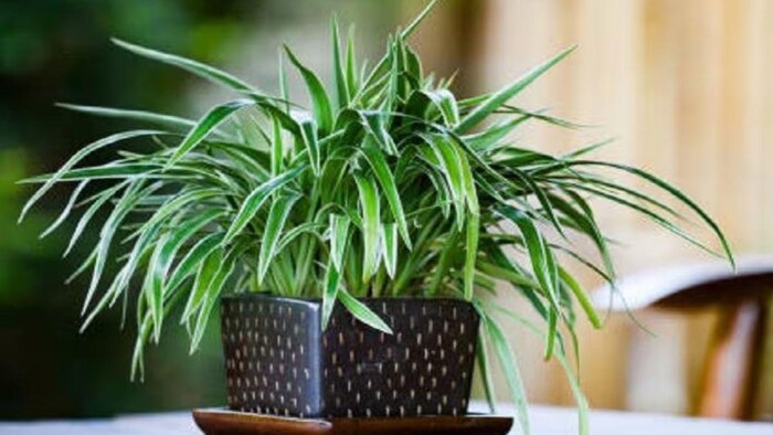 कमाल का डिजिटल गमला: पानी की जरूरत पर चलेगा ऑटोमेटिक मोटर