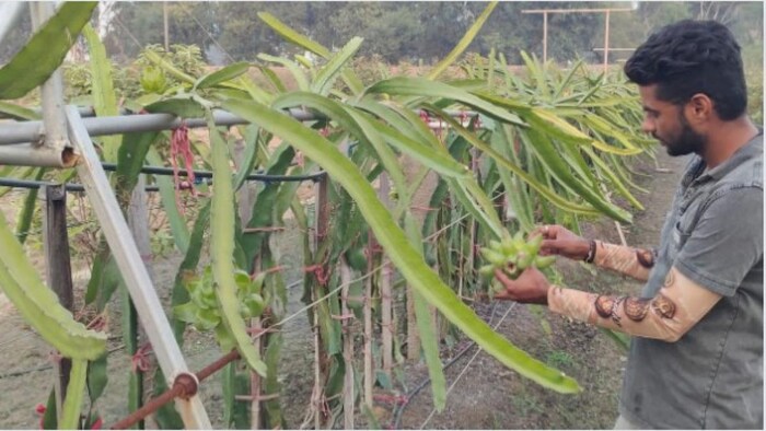 अपने फार्म में किसान कुलदीप राणा फोटोः किसान तक