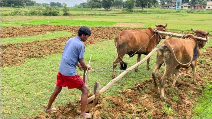 झारखंड फसल राहत योजना                                                       सांकेतिक तस्वीर