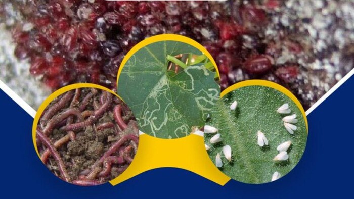 विलुप्त होने की कगार पर हैं किसान मित्र, क्या खेती पर पड़ेगा इसका असर