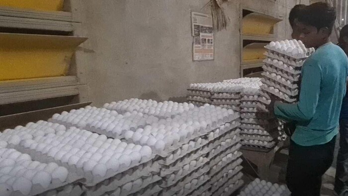 पोल्ट्री फार्म में अंडों की गिनती करता कर्मचारी. फोटो क्रेडिट-किसान तक