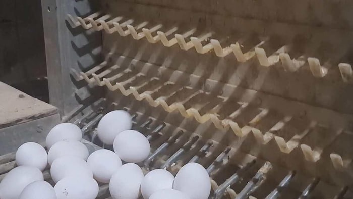पोल्ट्री फार्म में मशीन से जमा होते अंडे. फोटो क्रेडिट-किसान तक