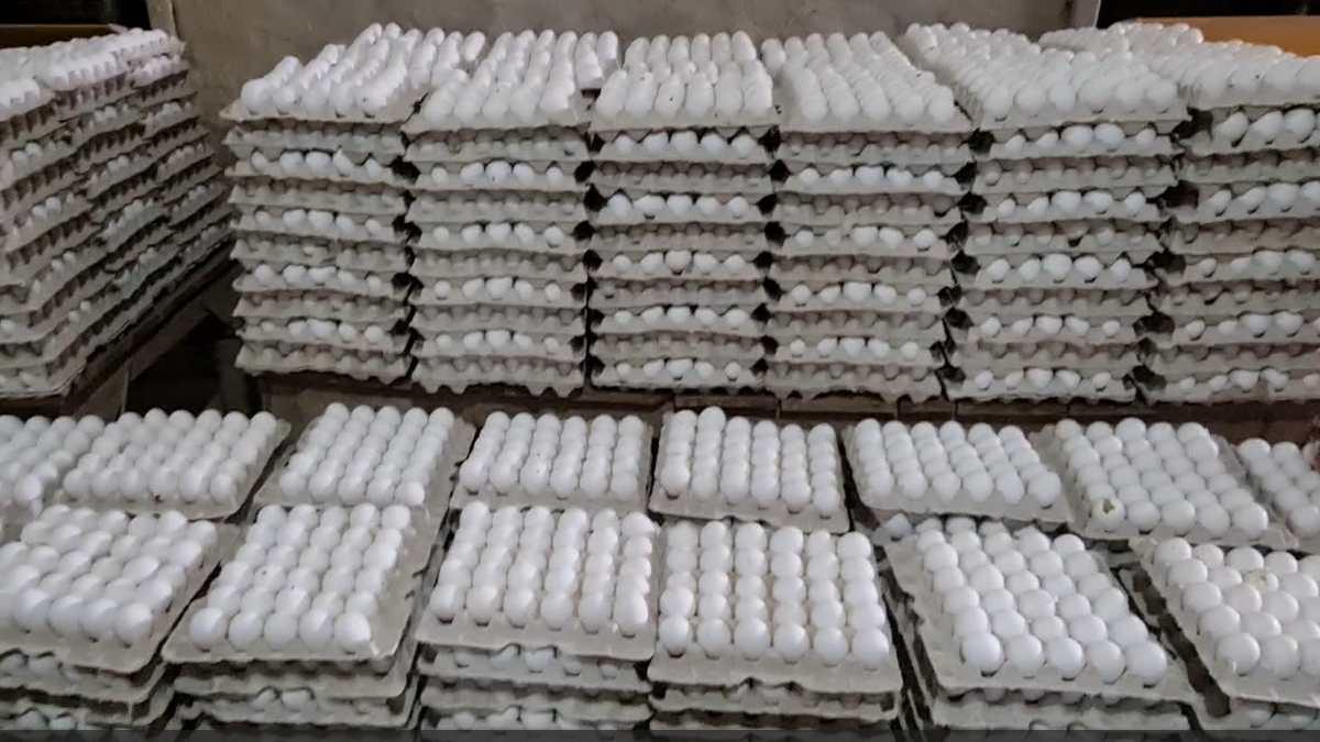 पोल्ट्री फार्म में जमा अंडे. फोटो क्रेडिट-किसान तक