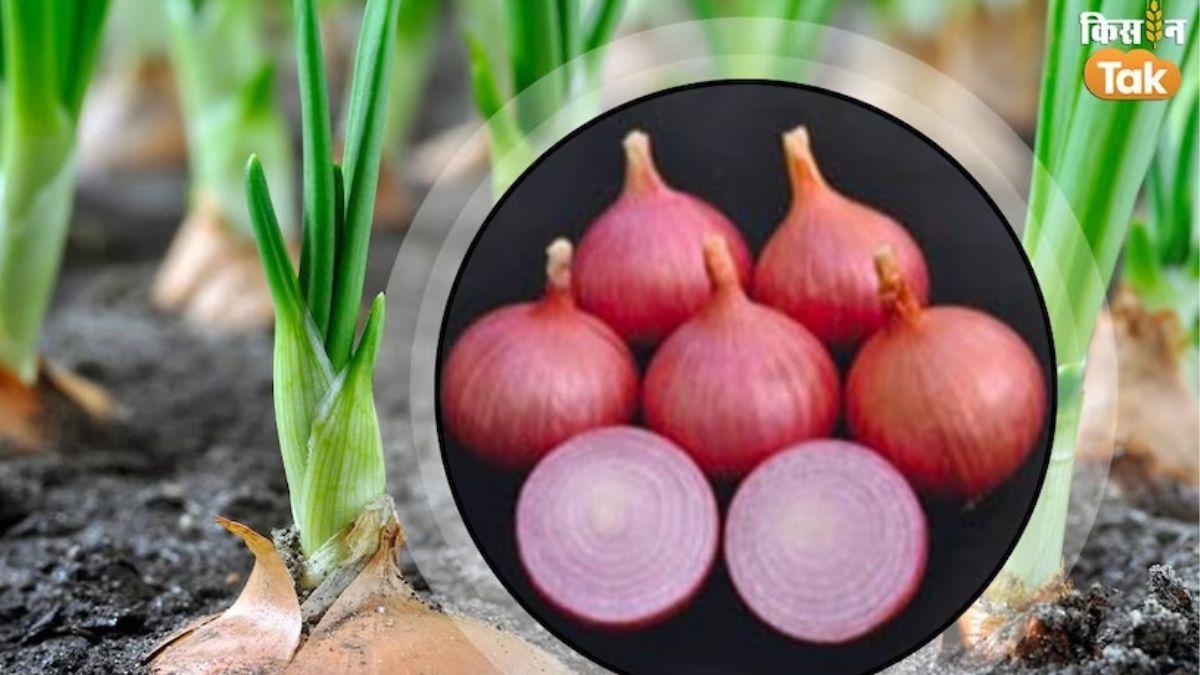 Onion Varieties: ये हैं प्याज की पांच सबसे धाकड़ वैरायटी, कम खर्च में मिलती है बंपर पैदावार