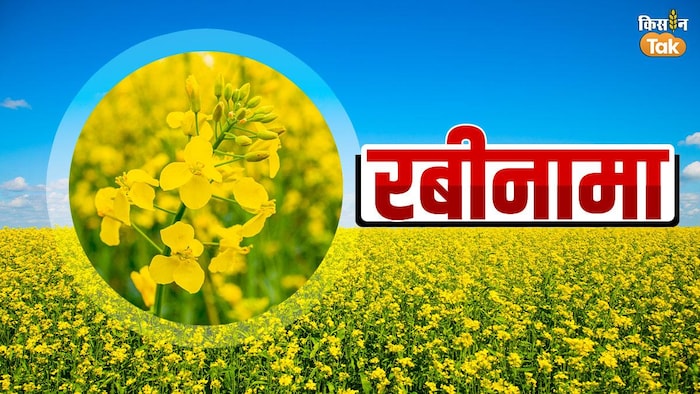 सरसों की खेती से किसान बेहतर कमाई पा सकते हैं