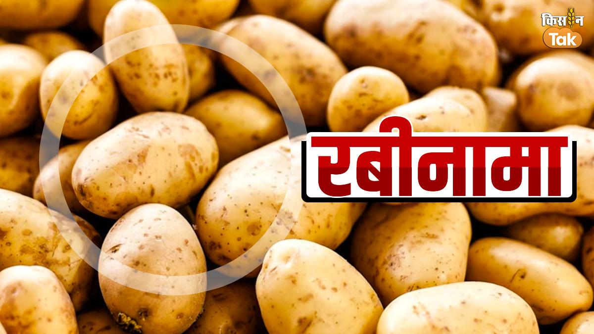 New Potato Variety: सफेद-पीले आलू की पांच नई किस्मों से मिलेगा बंपर उत्पादन, जानिए ये वैरायटी कैसे है फायदेमंद