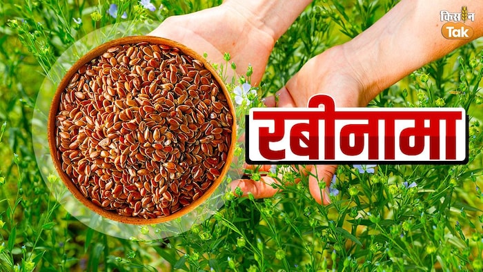 किसान अलसी की खेती से कर सकते हैं बंपर कमाई