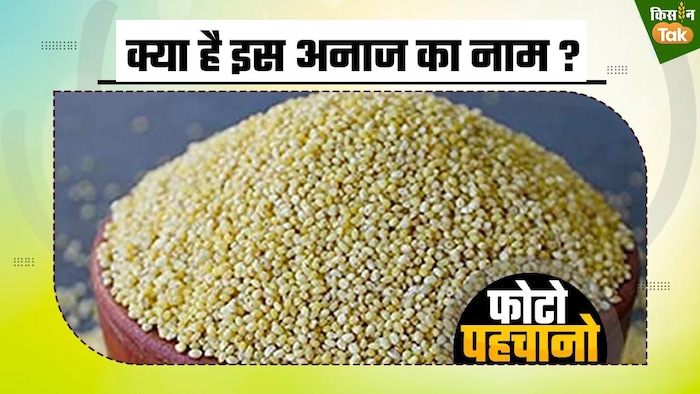 वजन कंट्रोल करने में मददगार है कंगनी