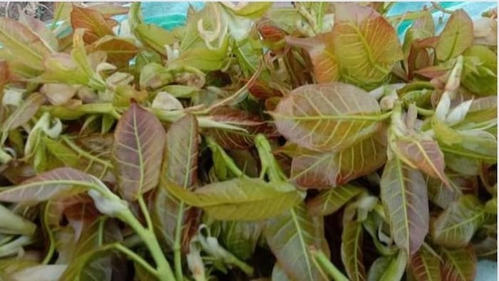 फुटकल साग फोटोः सोशल मीडिया