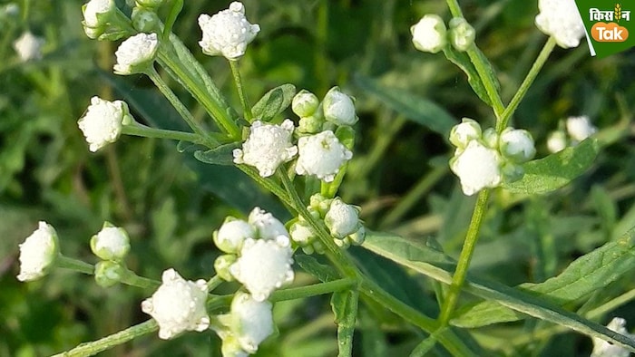 गाजर घास से फसलों और इंसानों, दोनों को नुकसान होता है