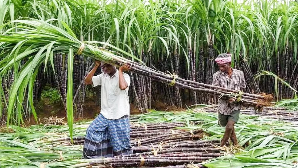 Sugarcane: यूपी के इस जिले में एक हेक्टेयर में 30 क्विंटल तक बढ़ गई गन्ने की पैदावार, बढ़ गई किसानों की आय 
