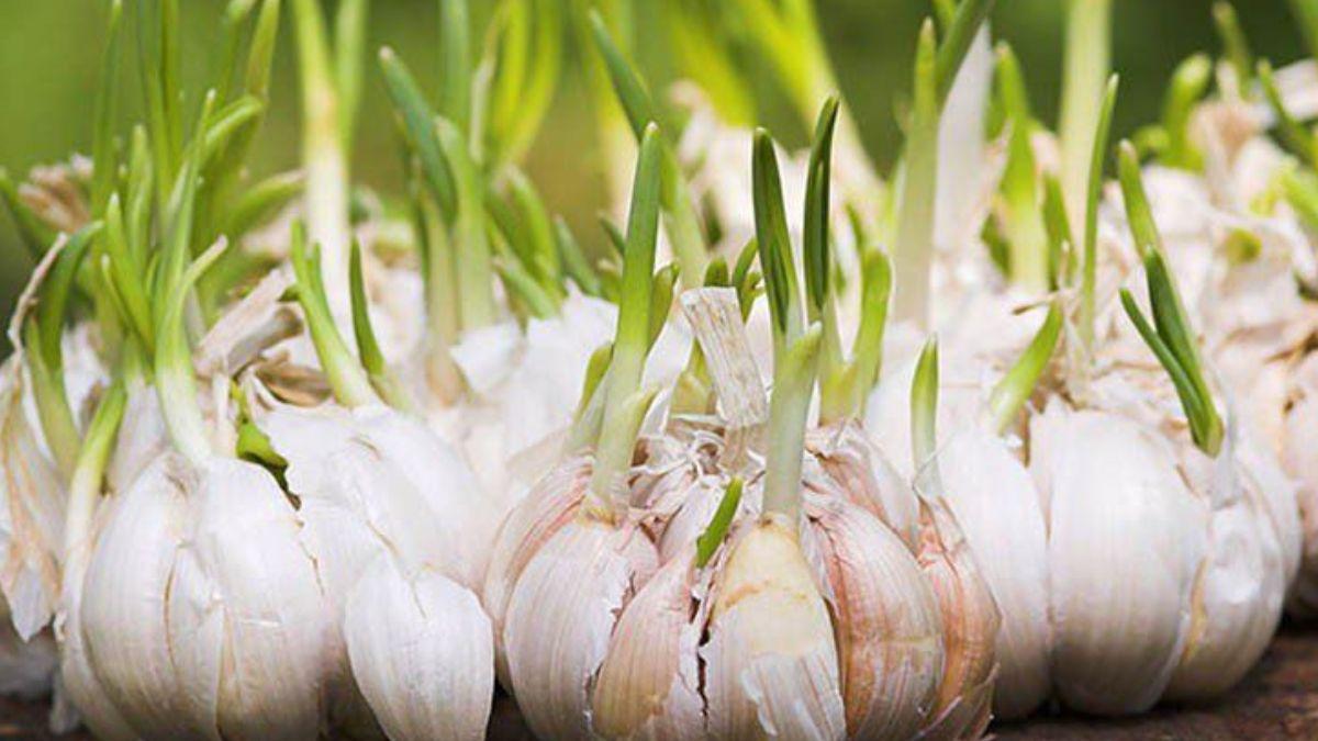 Garlic Farming: अक्टूबर महीने में करें लहसुन की इन पांच किस्मों की खेती, इनकम होगी भरपूर - Cultivate these five varieties of garlic in month of October they give more profits -
