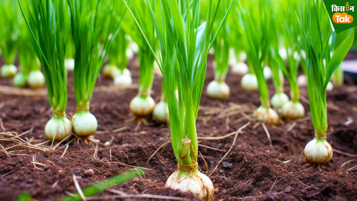 लहसुन की खेती नवंबर महीने में शुरू की जाती है