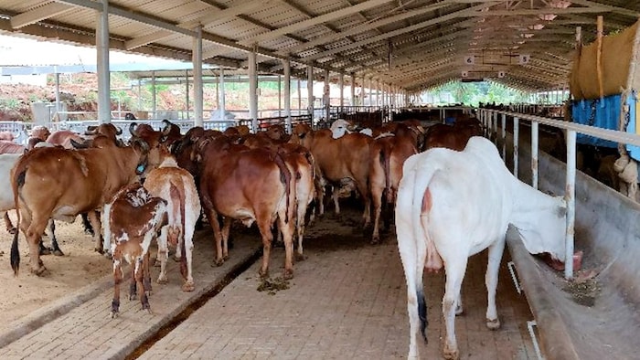गौशाला बनाने के लिए मिलेगी आर्थिक मदद (Photo-Krishna Gaushala).
