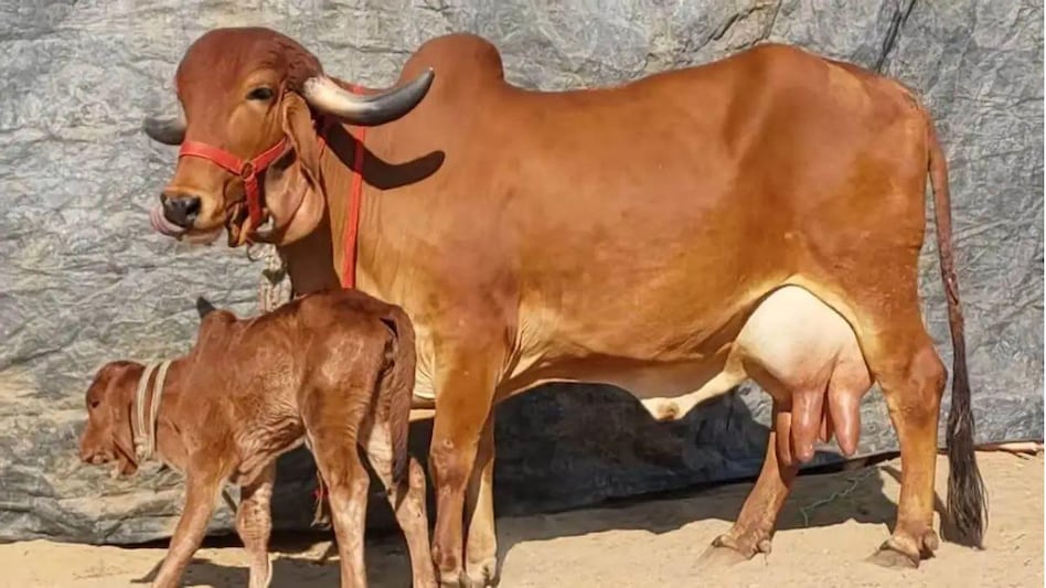 राष्ट्रीय गोकुल मिशन के तहत केवल गिर गायों की नस्ल को दिया जा रहा बढ़ावा, ये है बड़ी वजह - only Gir cow breed is being promoted Under Rashtriya Gokul Mission know
