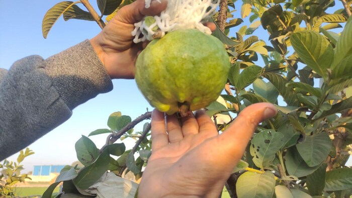 कृषि क्षेत्र में काम करेंगी बड़ी बड़ी कंपनियां