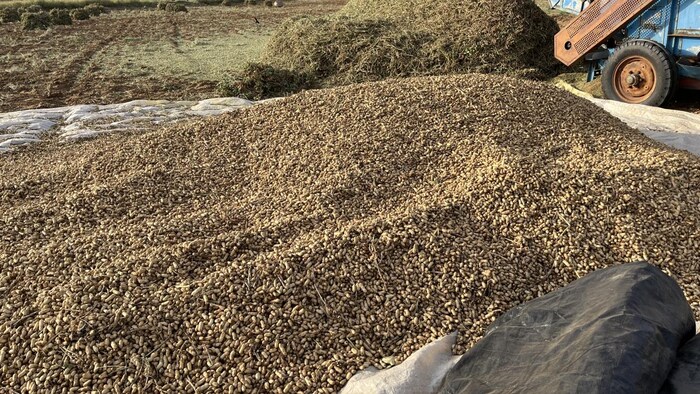 राजस्थान में एमएसपी पर खरीफ फसल खरीदने के आदेश जारी हो चुके हैं. फोटो- Madhav Sharma