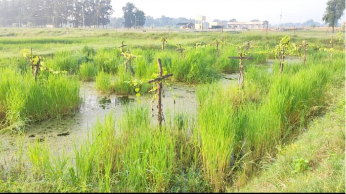धान और सब्जी की खेती के साथ है संभव है मछली पालन