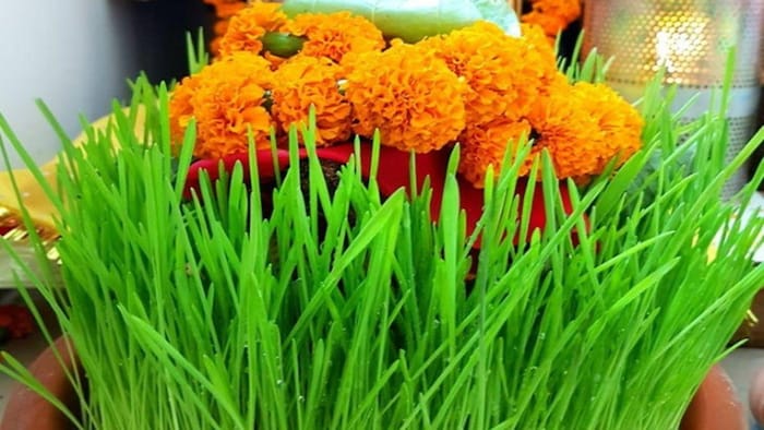 नवरात्रि में क्यों उगाई जाती है जौ, जानिए यहां